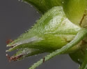 [close-up of developing fruit]