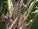 [photo of brown fibrous base of mature plant]