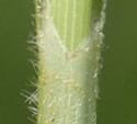 [photo of sheath, ligule, and leaf hairs]