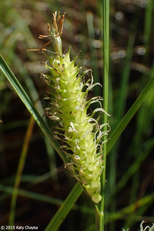 Carex utriculata Beaked Sedge) Minnesota Wildflowers