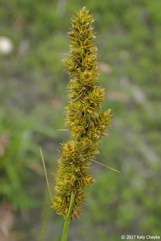 Carex vulpinoidea (Fox Sedge) Minnesota Wildflowers