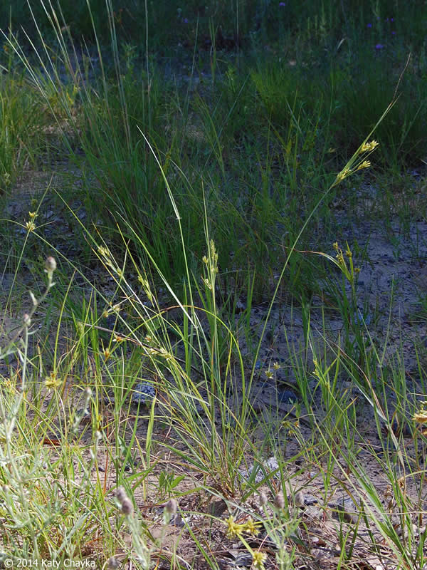 Cyperus schweinitzii (Schweinitz's Flatsedge): Minnesota Wildflowers