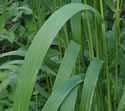 [photo of leaves]