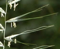 [photo of flowering spikes]