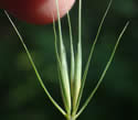 [close-up of paired spikelets]