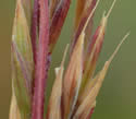 [close-up of spikelets]
