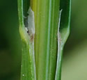 [photo of sheath, ligule and node]