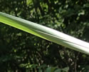 [photo of leaves]