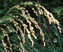 [photo of panicle]