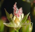 [photo of flowering cluster]
