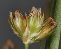 [close-up of flower heads]