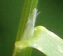 [photo of stem, ligule and node]