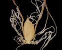[photo of spikelets, scales and achenes]