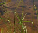 [photo of leaves]