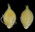 [photo of spikelet, scales and achenes]