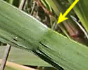 [photo of stem leaf wrinkles]
