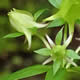 [photo of American Spurred Gentian]
