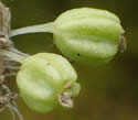 [photo of developing fruit]