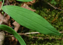 [photo of leaves and zig-zagging stem]