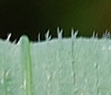 [photo of leaf hairs]