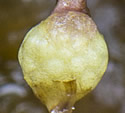 [photo of cleistogamous flower, forming fruit]