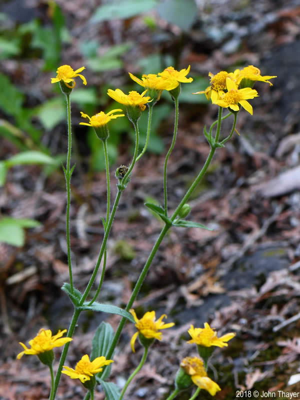 Arnica lonchophylla (Long-leaf Arnica): Minnesota Wildflowers