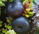 [photo of mature fruit]
