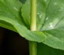 [close-up of mid-stem leaf node]