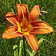 [photo of Day Lily]