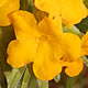 [photo of Hoary Puccoon]