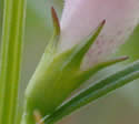 [photo of calyx and flower stalk]