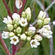 [photo of Clasping Dogbane]