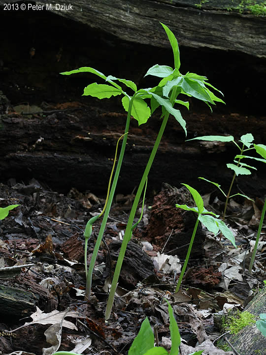 Arisaema dracontium (Green Dragon): Minnesota Wildflowers