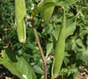 [photo of fruit]