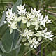 [photo of Oval-leaf Milkweed]