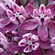 [photo of Purple Milkweed]