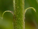 [photo of stems and stipules]