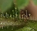 [photo of glandular hairs on stem and leaves]