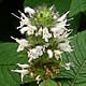 [photo of Hairy Woodmint]
