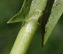 [close-up of leaf auricles]