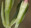 [photo of floral tube, sepals and stalk]