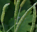 [photo of fruit]