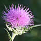 [photo of Tall Thistle]