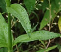 [photo of leaves]