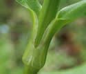 [photo of leaf node and stem]