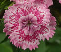 [photo of flowers]