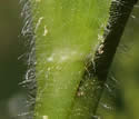 [photo of leaf and mid-stem hairs]