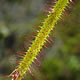 [photo of Linear-leaved Sundew]