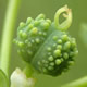 [photo of Warty Spurge]