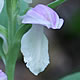 [photo of Showy Orchis]